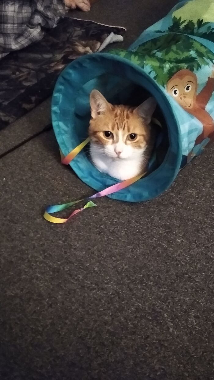Marley In Her Tunnel She Loves With Her Favorite Teaser Toy.