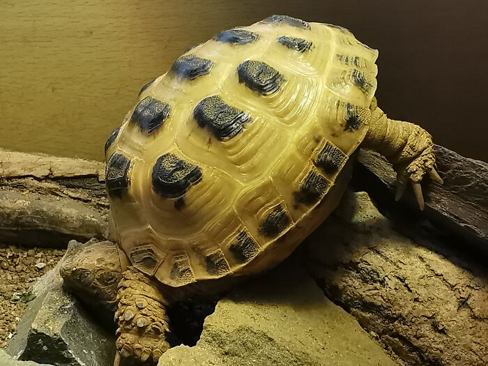 My Tortoise, Frank (This Is How He Sleeps)