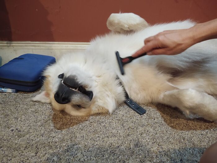 I Rescued A Great Pyrenees And She's Experiencing Her First Brushing