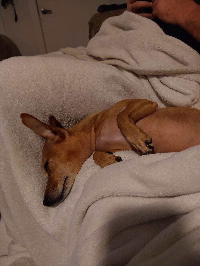 Our Chiweenie Trixie, Also On Top Of The Blanket For Once (She's Usually Under It!)