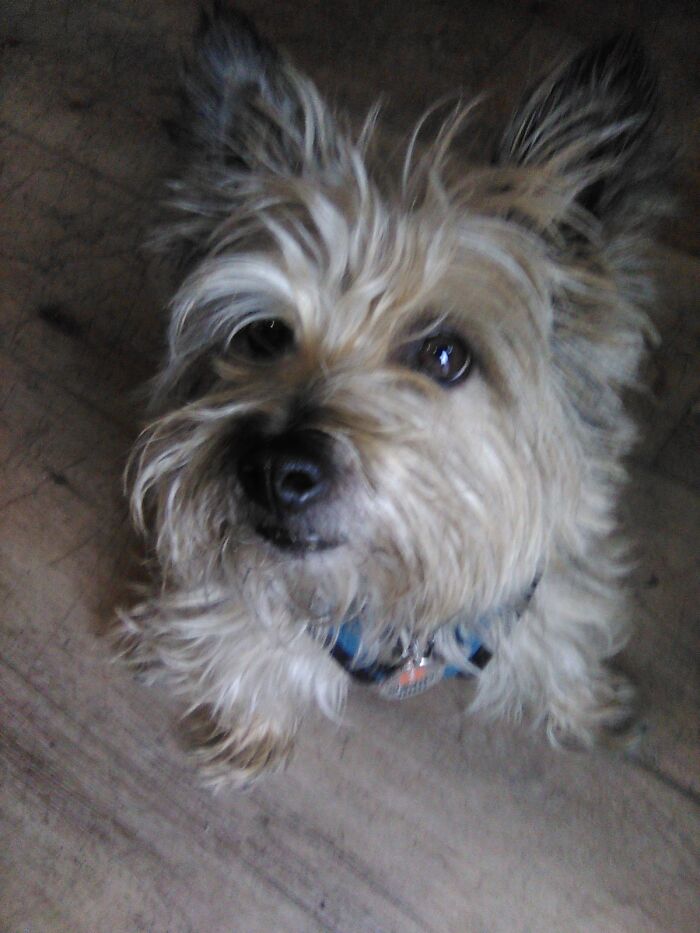 Cairn Terrier, Just Like Toto. Toto Was Brindle, Max Is Wheaten.