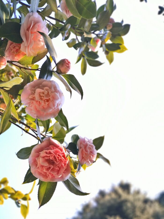 Camellias In Ticino (Southern Switzerland)