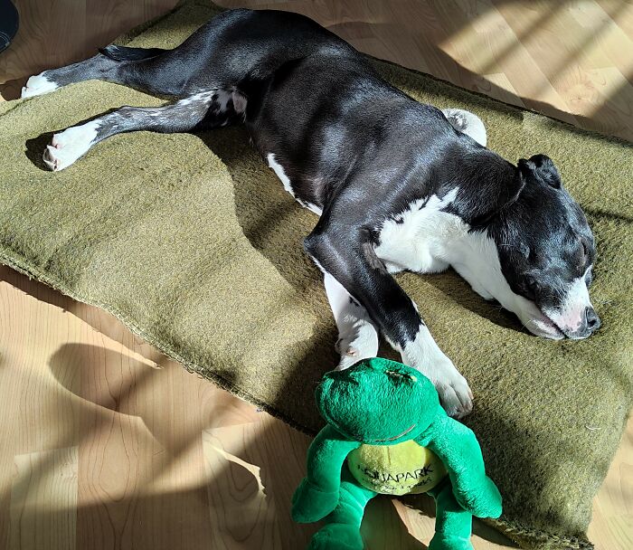 Apollo And His Frog, Sunbathing Together In Their Sleep