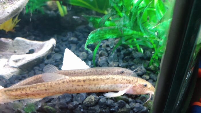 Two Of My Three Dojo Loaches, Kung Fu (Gold) And Karate (Brown). They're Paired Up And Ready For Spring!