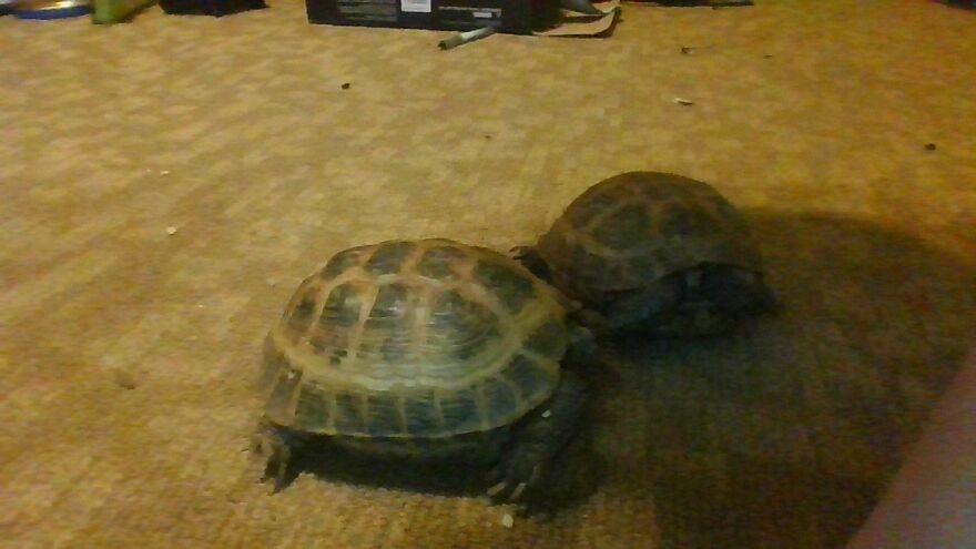 Ruby And Puffy Two Russian Tortoises.