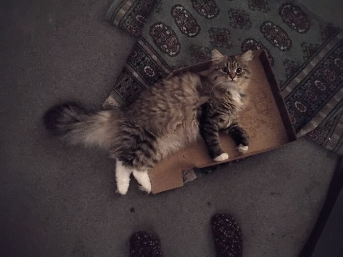 Recycling. Eat Pizza. Instant Cat Bed