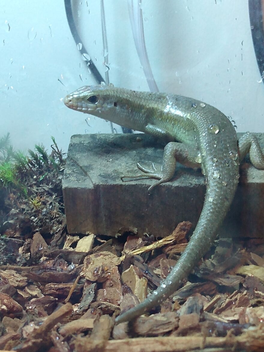 Meet Achilles, My Daughter's Skittish But Loveable Skink.