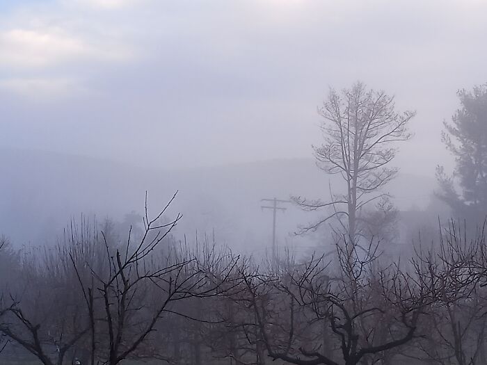 Orchard Fog