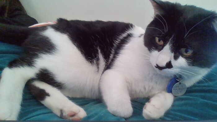 My Other Cat, Ulysses