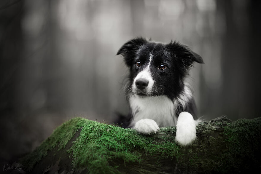 25 Of The Best Dog Photos I’ve Ever Taken - Nikol Kopp