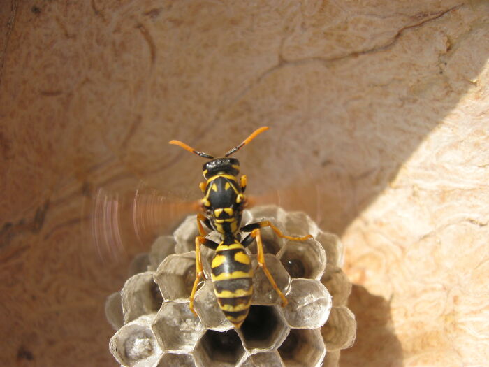 Wasps Can Be Scary, But Also Fascinating. Using Their Wings To Cool Down The Cells And Keep Fresh Baby Larvae