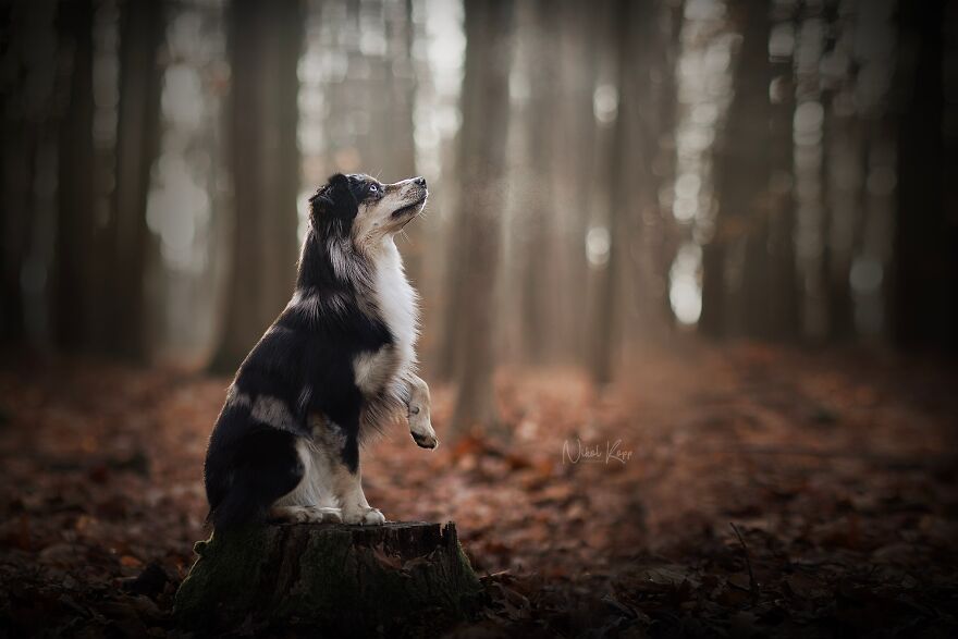 25 Of The Best Dog Photos I’ve Ever Taken - Nikol Kopp