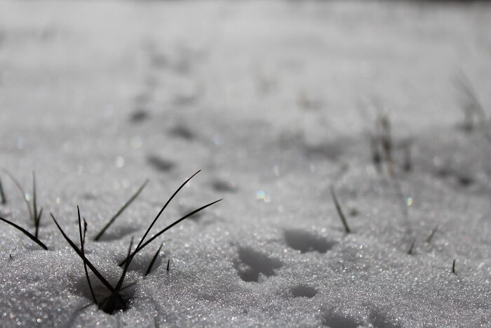 There's Not Much Life During Winter, But Birdies Footprints Are All Over The Snow Cover