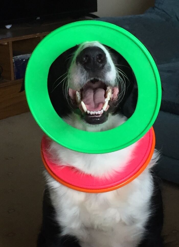 This Is My Dog Shilo. Mum Had Been Away On Holiday And Brought Him Back 3 Throw Rings. He Was Just So Happy That Day. Not Only Was Mammy Home, But He Got 3 New Throw Rings To Play With! He Put The 2 Around His Neck And The Other One Over His Nose Himself. He Does That With All Of His Rings To Let Us Know He Wants To Play. This Picture Always Makes Me Smile Because I Love Seeing Him Being So Happy.i Love Him So Much.♥☺♥