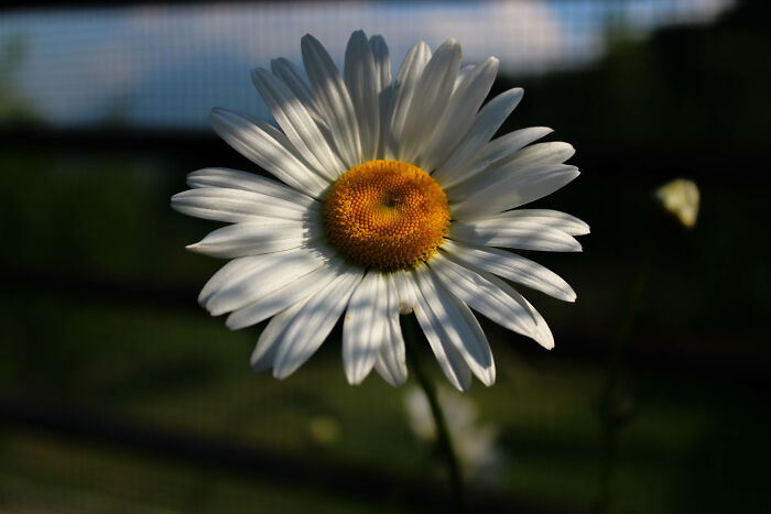Daisy Getting All The Sunbeams