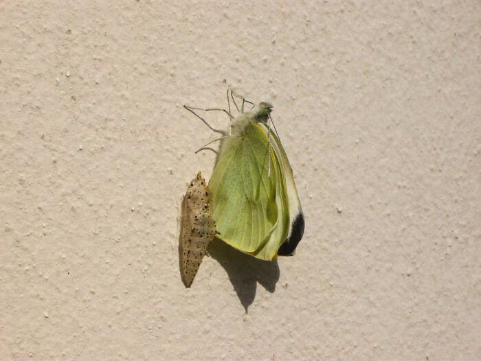 Years Ago I Found A Cocoon On My Wall. Few Days Later, This Beauty Appeared