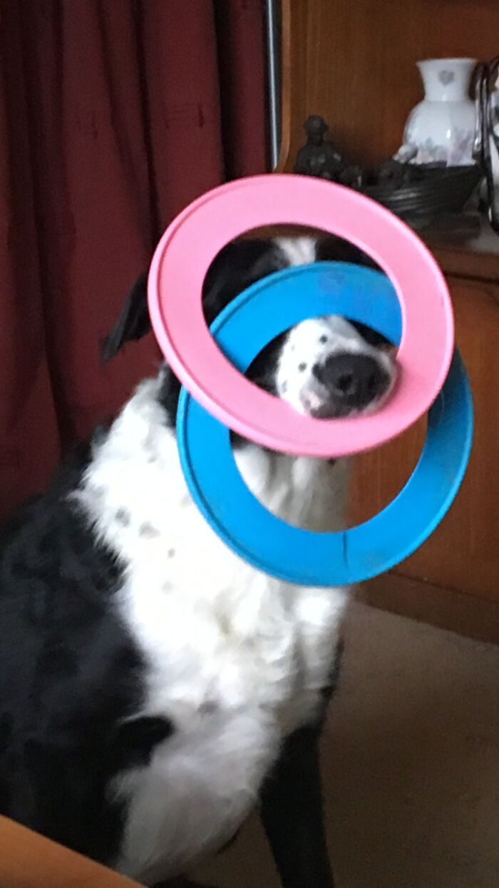 This Is Shilo With His Favourite Toys; His Throw Rings. He Absolutely Loves Them. He Picks Them Up This Way Himself So He Can Carry Them Around. We Still Don't Know How He Can See Properly Around Them 😊