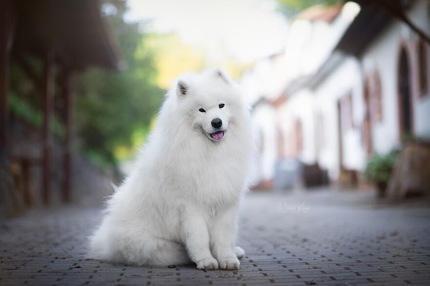 25 Of The Best Dog Photos I’ve Ever Taken - Nikol Kopp