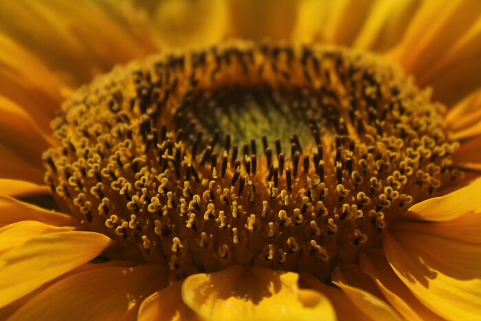Some Warm, Bright Summer Vibes From The Big Sunflower