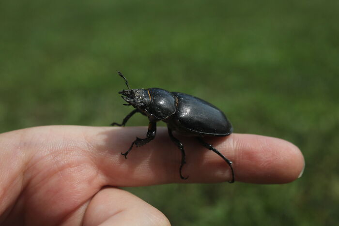 She Scared Me At First, But This Stag Beetle Girl Could Be The Best Insect Found In My Garden So Far