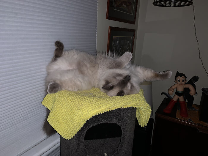 Mushu Asleep On His Cat Tower. He Has Never Fallen Off!