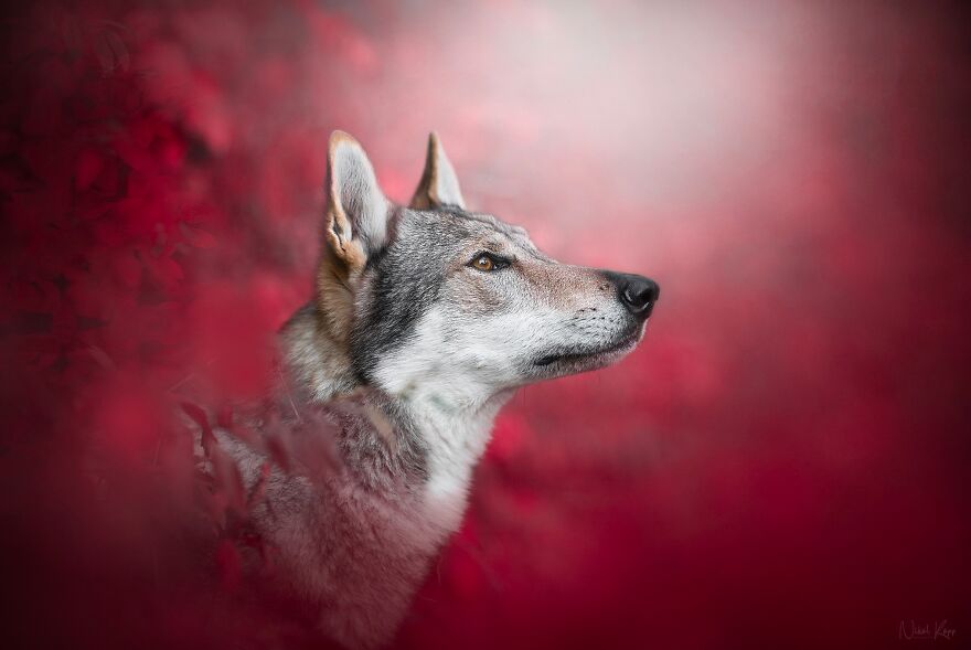 25 Of The Best Dog Photos I’ve Ever Taken - Nikol Kopp