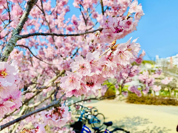 Early Cherry Blossoms In Dogo Park - Matsuyama, Japan