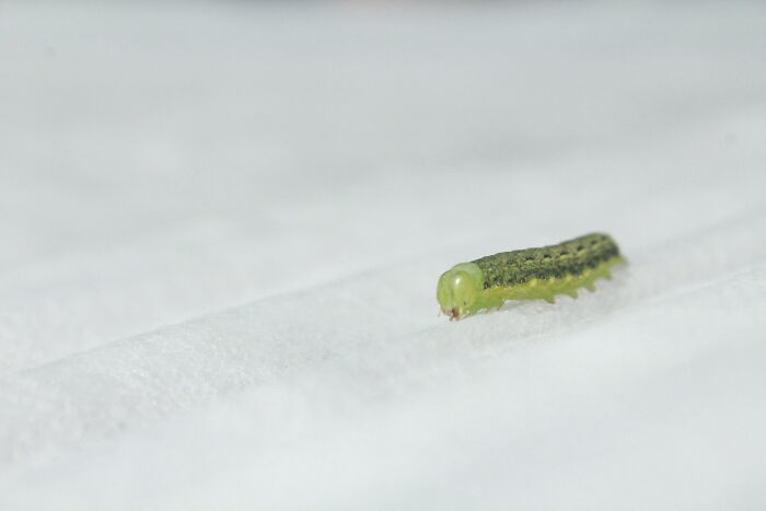 This Cute Caterpillar Really Pops Up On Non-Woven Fabric. Will Someone Guess Which Butterfly Will It Be?
