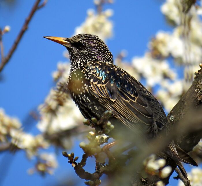 Common Starling In A Blossoming Plum Tree. Spring Is Here
