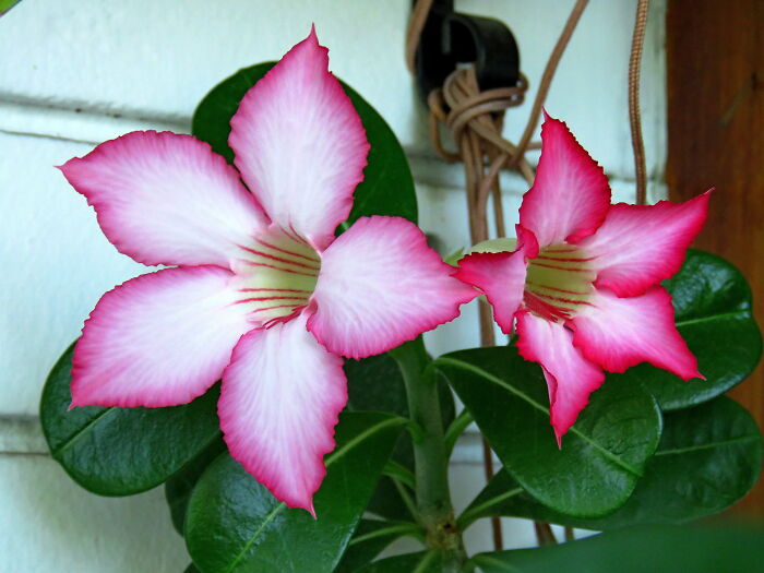 Desert Rose, First Flowering After 11 Years 🥰