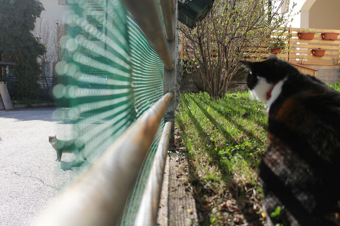 Bonus: My Cat Keeping An Eye On Her Neighbor