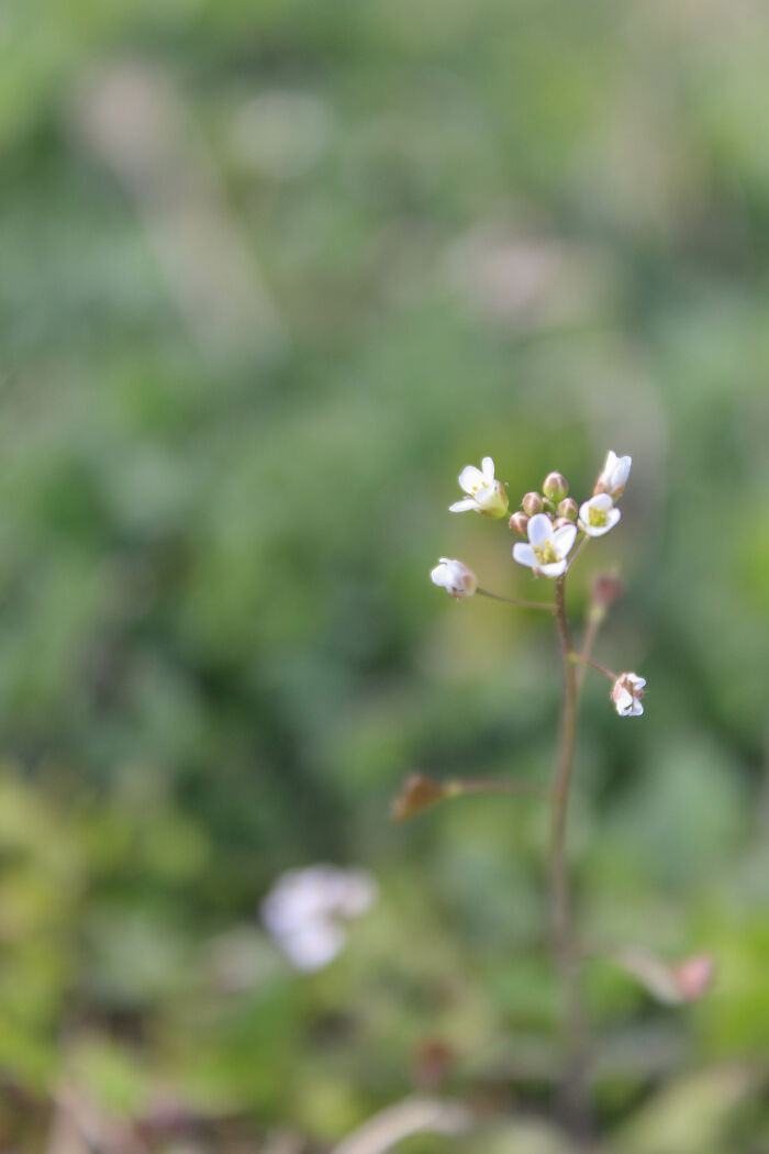 Finding Shepherd's Purse In My Garden Was A Little Surprise. Also A Big Help For My School Project