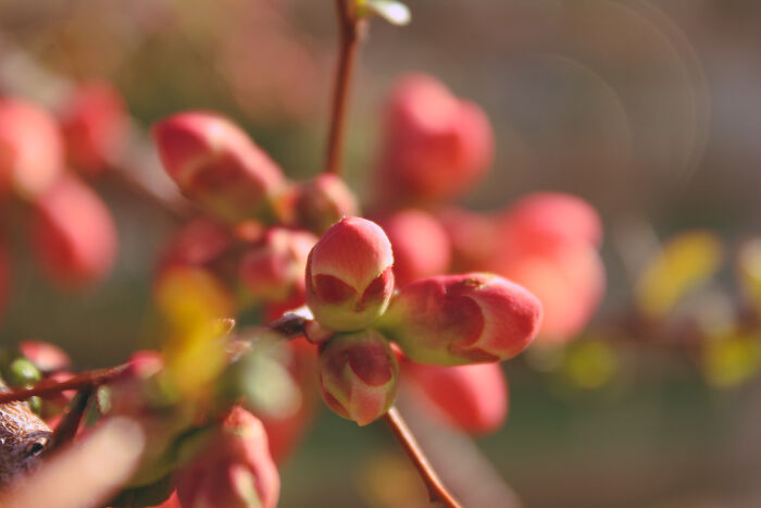 Spring Is Coming! And The Warm Sunlight On Japanese Peach Buds Is The First Sign