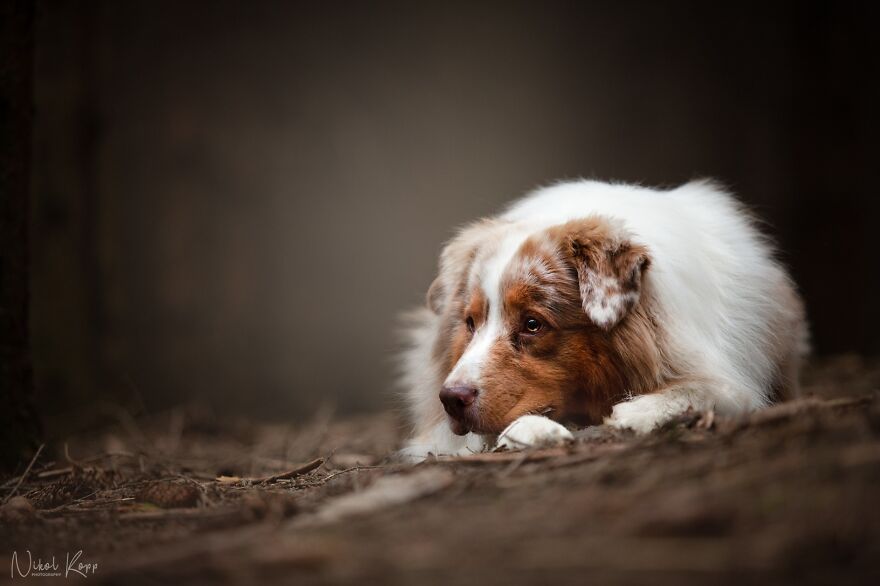 25 Of The Best Dog Photos I’ve Ever Taken - Nikol Kopp