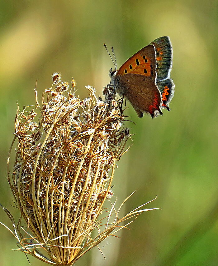 This Tiny Beauty, I Think He Posed For Me🥰