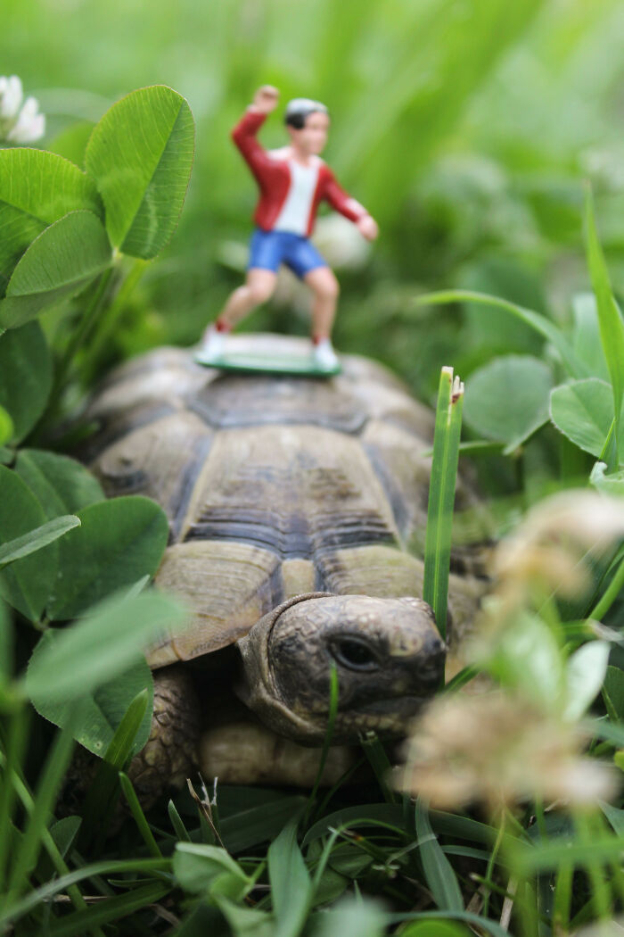 Just A Random Guy, Riding My Tortoise