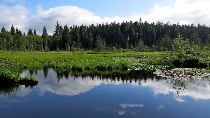 Stanley Park Lake - Vancouver