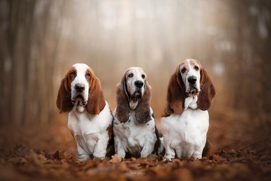 25 Of The Best Dog Photos I’ve Ever Taken - Nikol Kopp