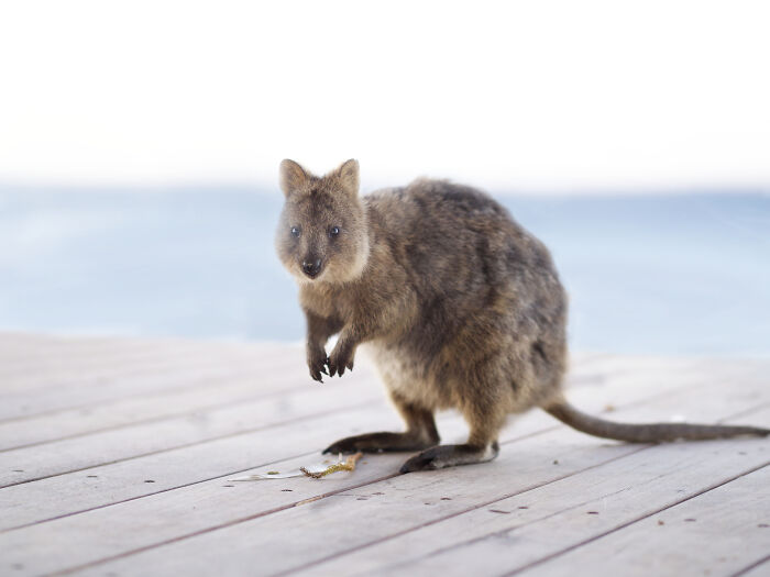 Quokka on wooden deck near water, a nature photo capturing light by a photographer facing vision loss.
