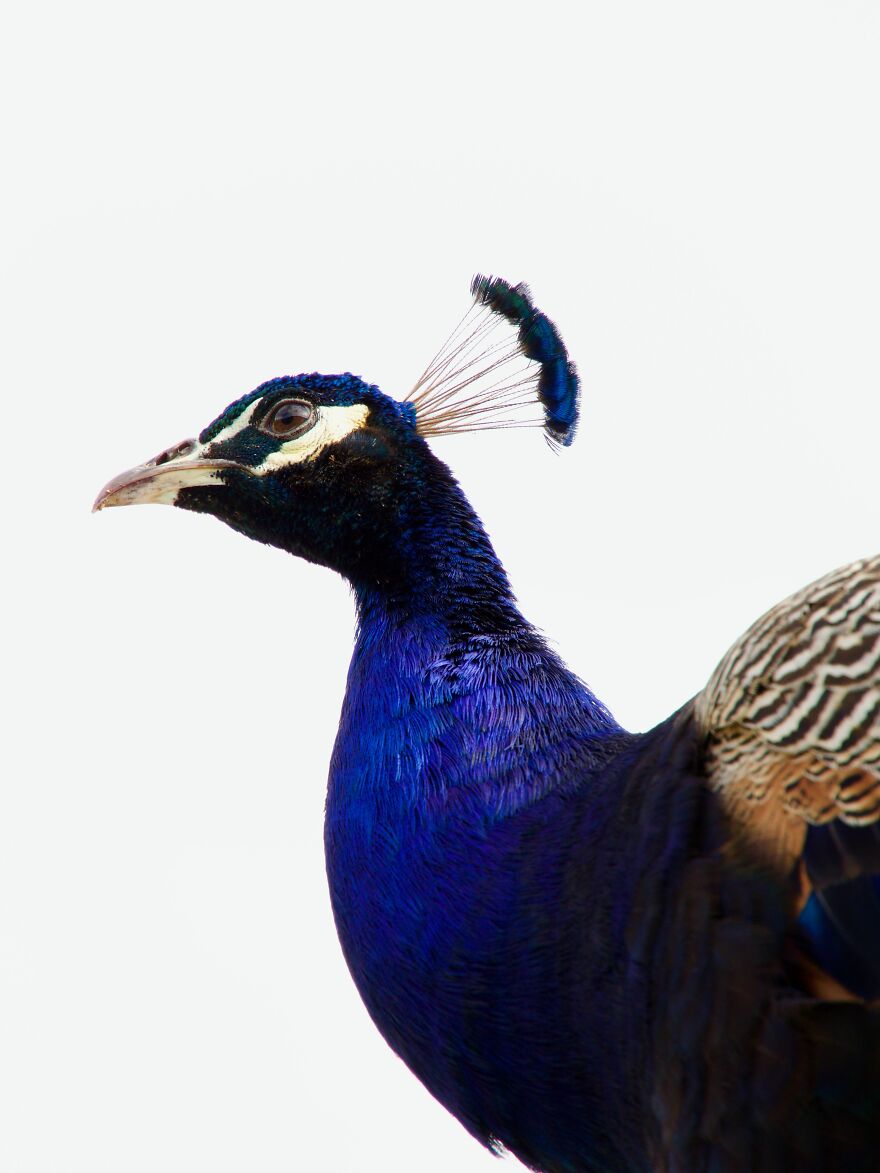Peacock Chittering, Western Australia