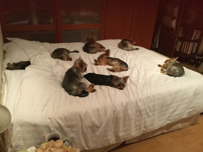 8 Yorkies On My Bedtrying To Squeeze Among Them Without Disturbing Them Every Night Is The Real Challenge!