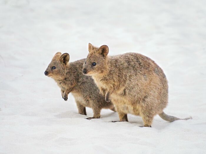 Two quokkas standing on sandy ground in a bright nature photo capturing light and natural wildlife.