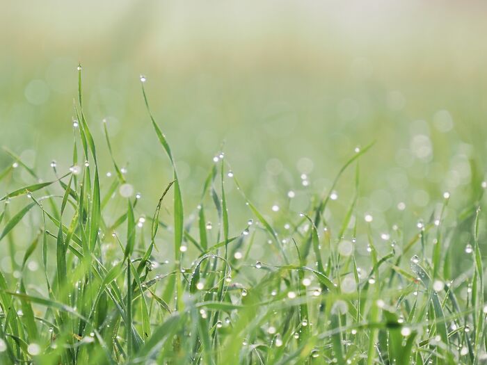 Close-up of green grass blades with morning dew droplets, showcasing nature and capturing light beautifully.