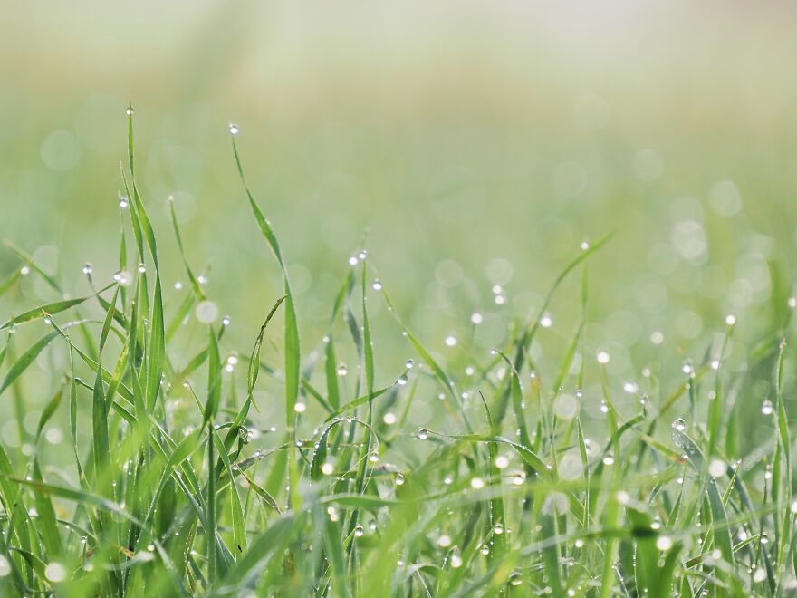 Dew On The Grass.