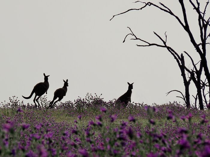 Silhouettes of kangaroos in a field of purple flowers at dawn, showcasing nature photography capturing light and vision loss.