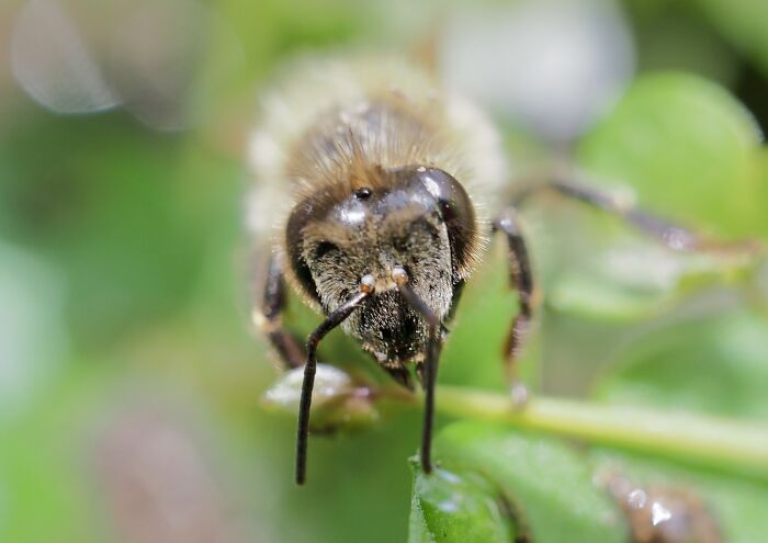 Close-up nature photo of a bee on a green leaf, capturing light and detail by a photographer facing vision loss.