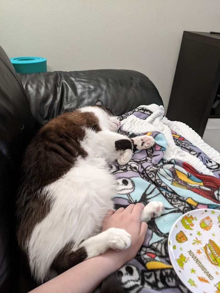 Passed Out Chonk, Kona, Colorized