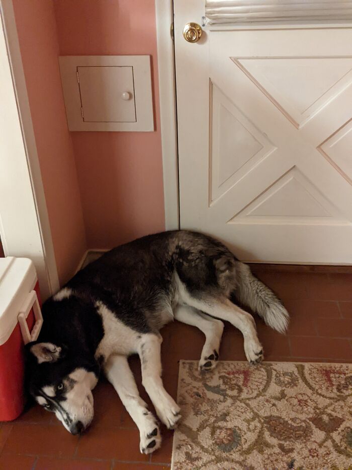 My Dog Blocks The Door To Prevent Me From Leaving. Every Morning