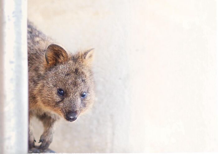 Quokka close-up in natural light showcasing the beauty of nature photos by a photographer facing vision loss.
