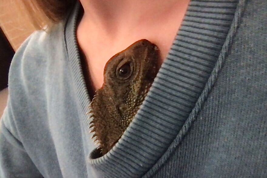 This Is Richard She Likes To Chill In My Shirt During School
